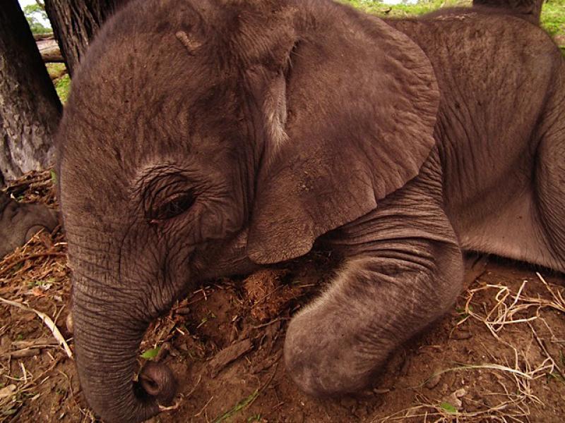 Warona resting