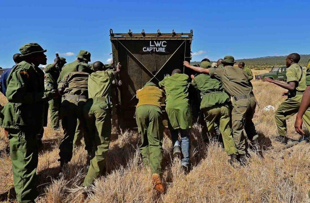 A rhino relocation in progress.