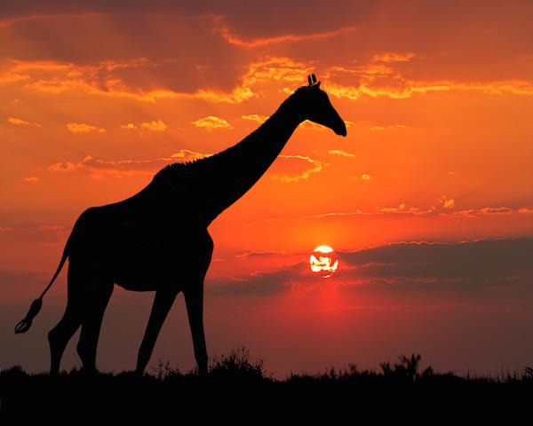 african safari giraffe