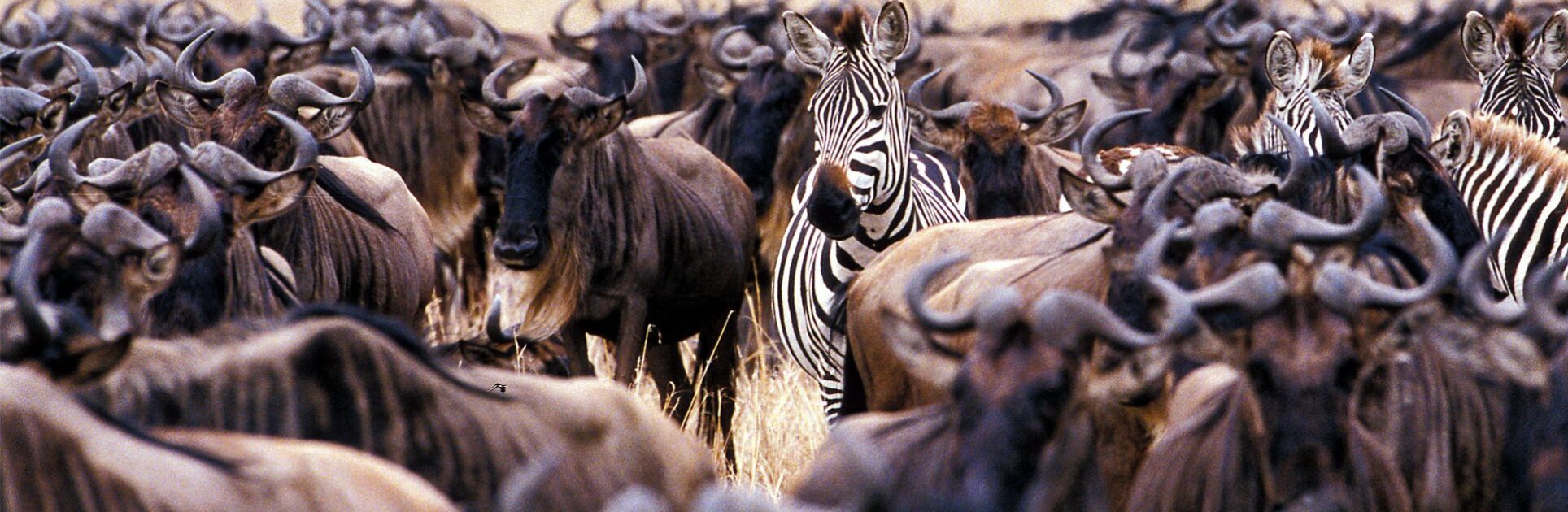 East Africa Safari & Zanzibar  – 11 Days