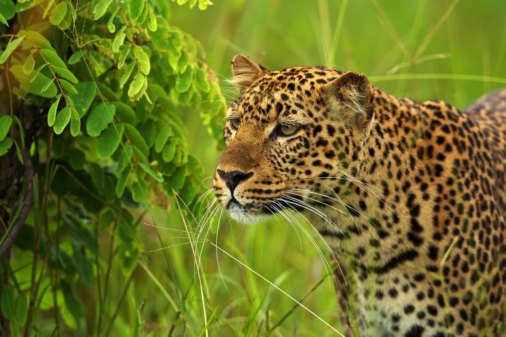 leopard emerald season