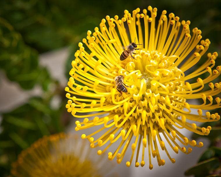 Bartinney-Biodiversity-gallery-4