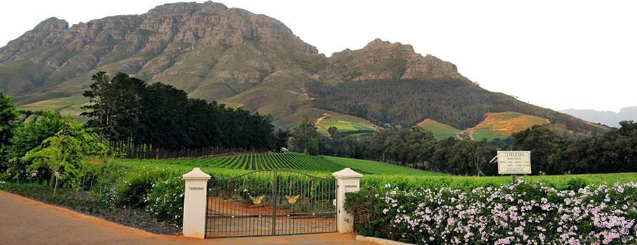 thelema_wineestate