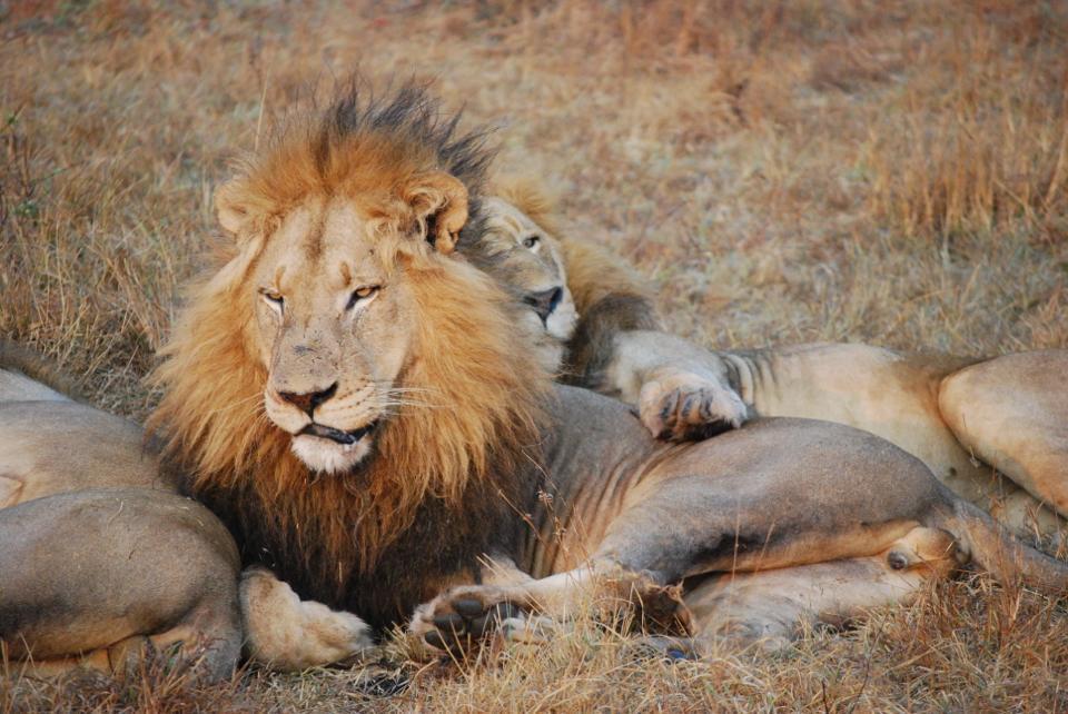 sabi_sand_lion_6