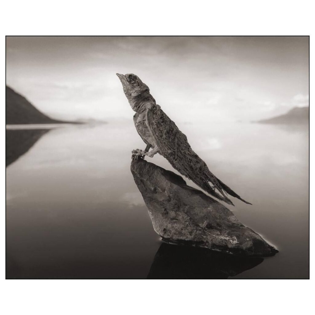 Calcified Swallow © Nick Brandt 2012