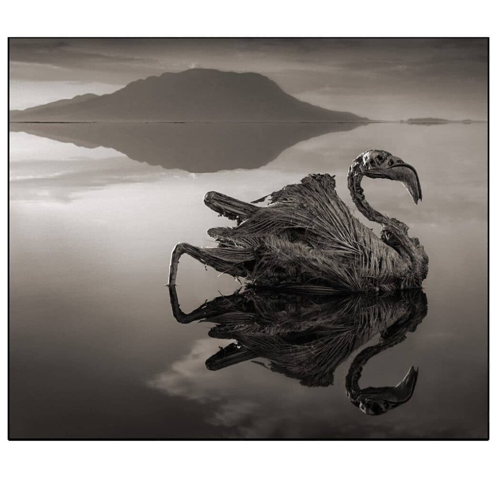 Calcified Flamingo © Nick Brandt 2012