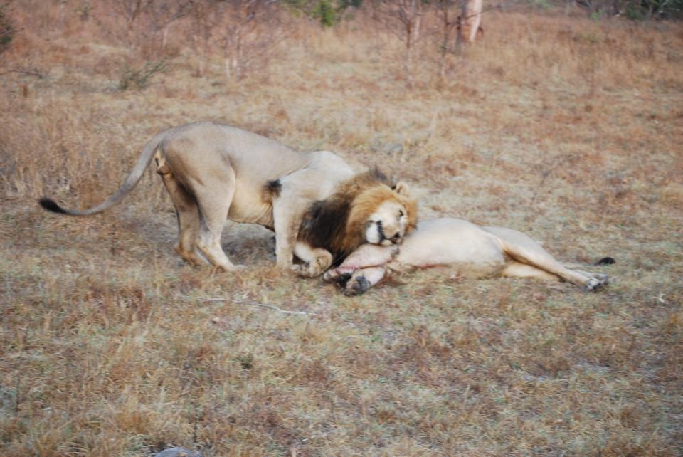 sabi_sand_lion_1