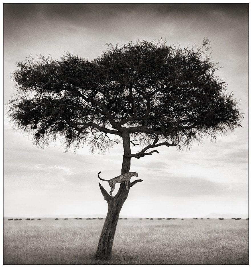 nickbrandt-tree