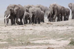Photo of the Week – Elephants in Amboseli