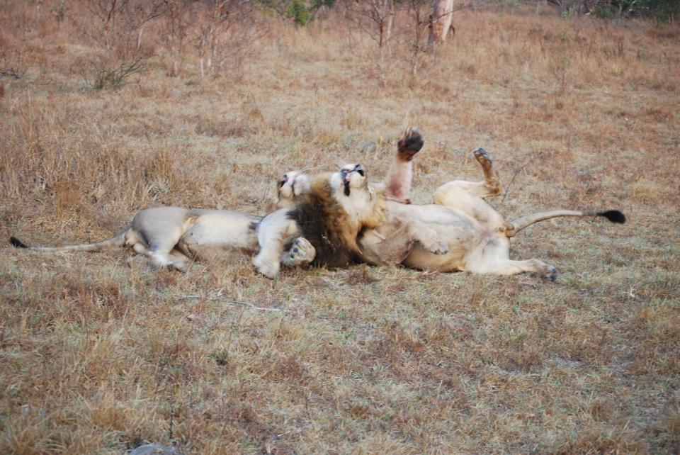 sabi_sand_lion_4