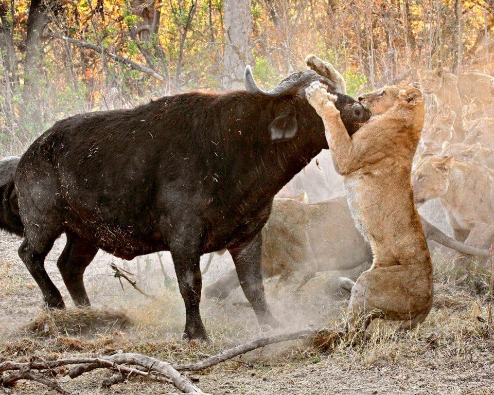 african-safari-buffalo-lion-kill african-safari-buffalo-lion-kill
