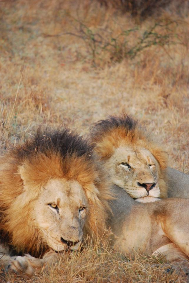 sabi_sand_lion_3