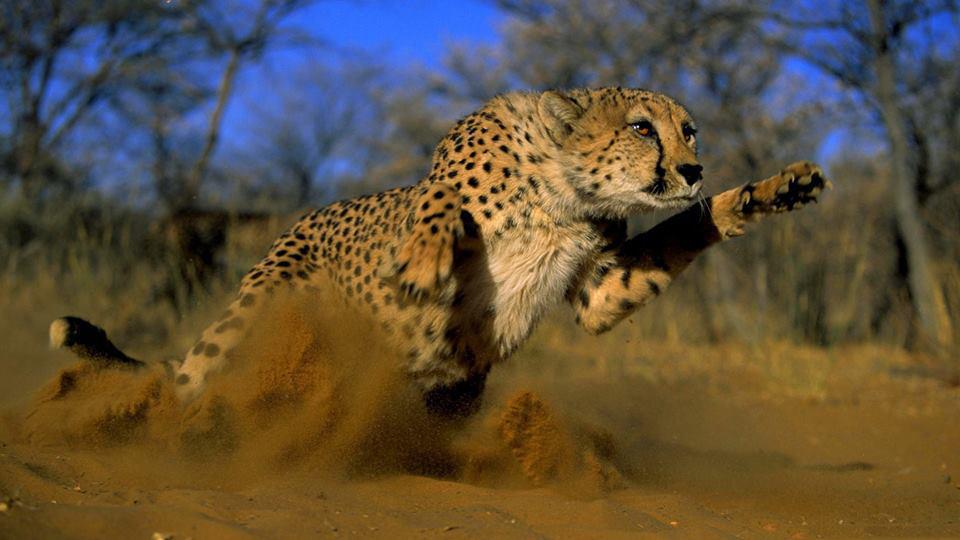 See the Big Cats in all their glory.
