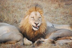 Client Images: Sabi Sand Lions Bonding