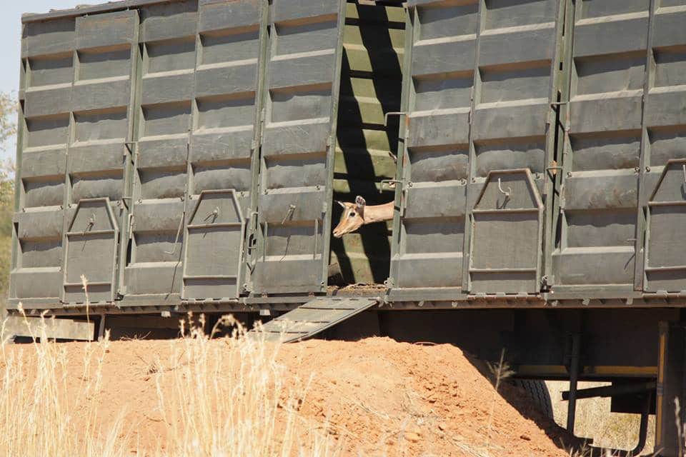 impala_namibia