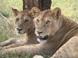 Trip report : Gorilla Trekking, Serengeti Safari and Ngorongoro Crater