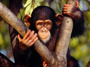 Top Things to Do in Tanzania: Attractions, Sights & Activities