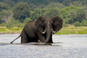 The Full Botswana – Desert & Water – 10 Days