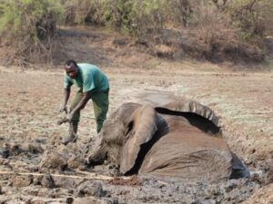 Dramatic Elephant Rescue – Luanga Valley, Zambia