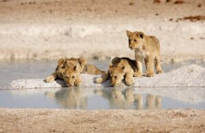 Photo of the Week: Lion Cubs