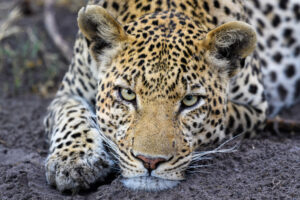 Bucket List Africa