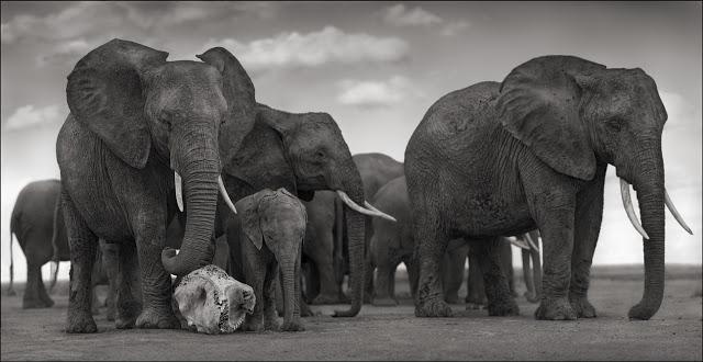 nickbrandt-elephant