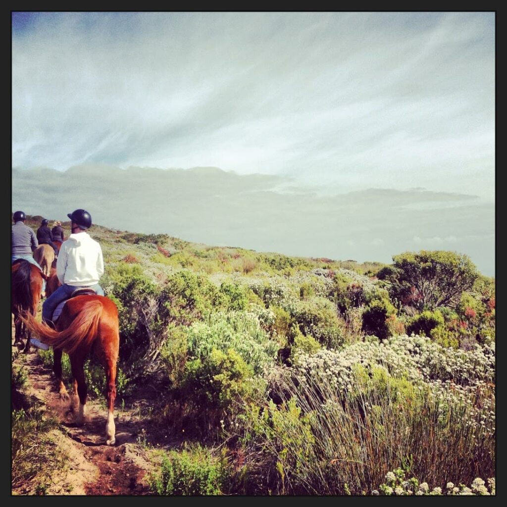 horses_grootbos