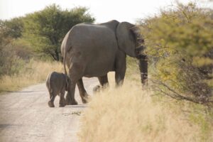 Kenya Prepares to Host World Travel Awards