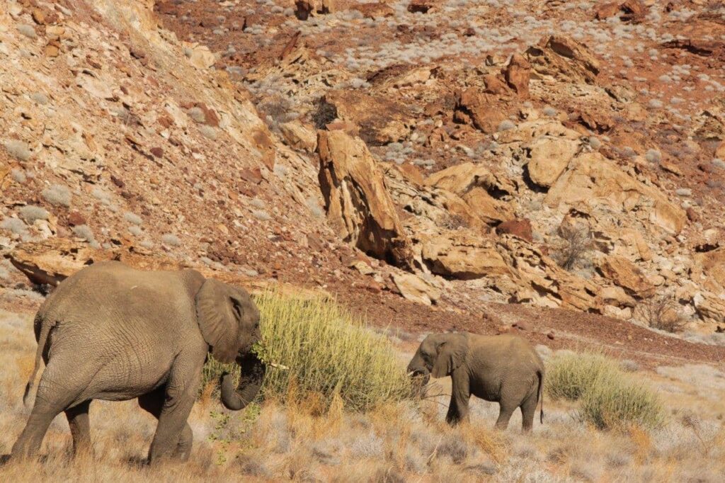 Desert Elephants travel great distances for food daily.