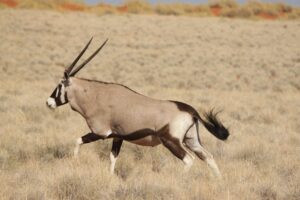 Special Discoveries in the Serengeti