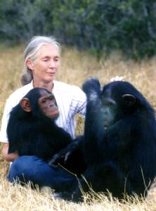 Safari Icons: Jane Goodall
