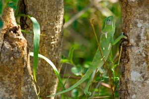 Scientific Stories from Sabi Sands