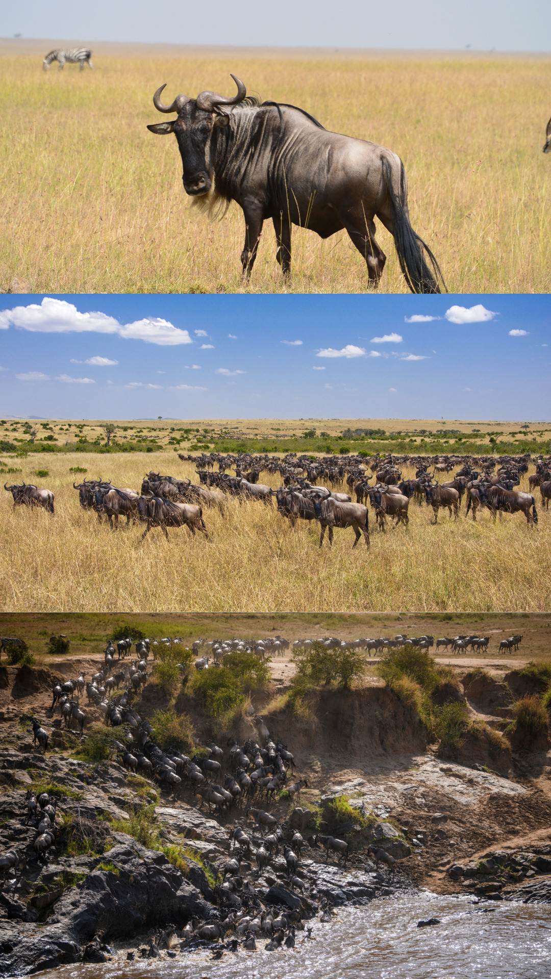 Kenya - Masai Mara - Wildebeest Migration