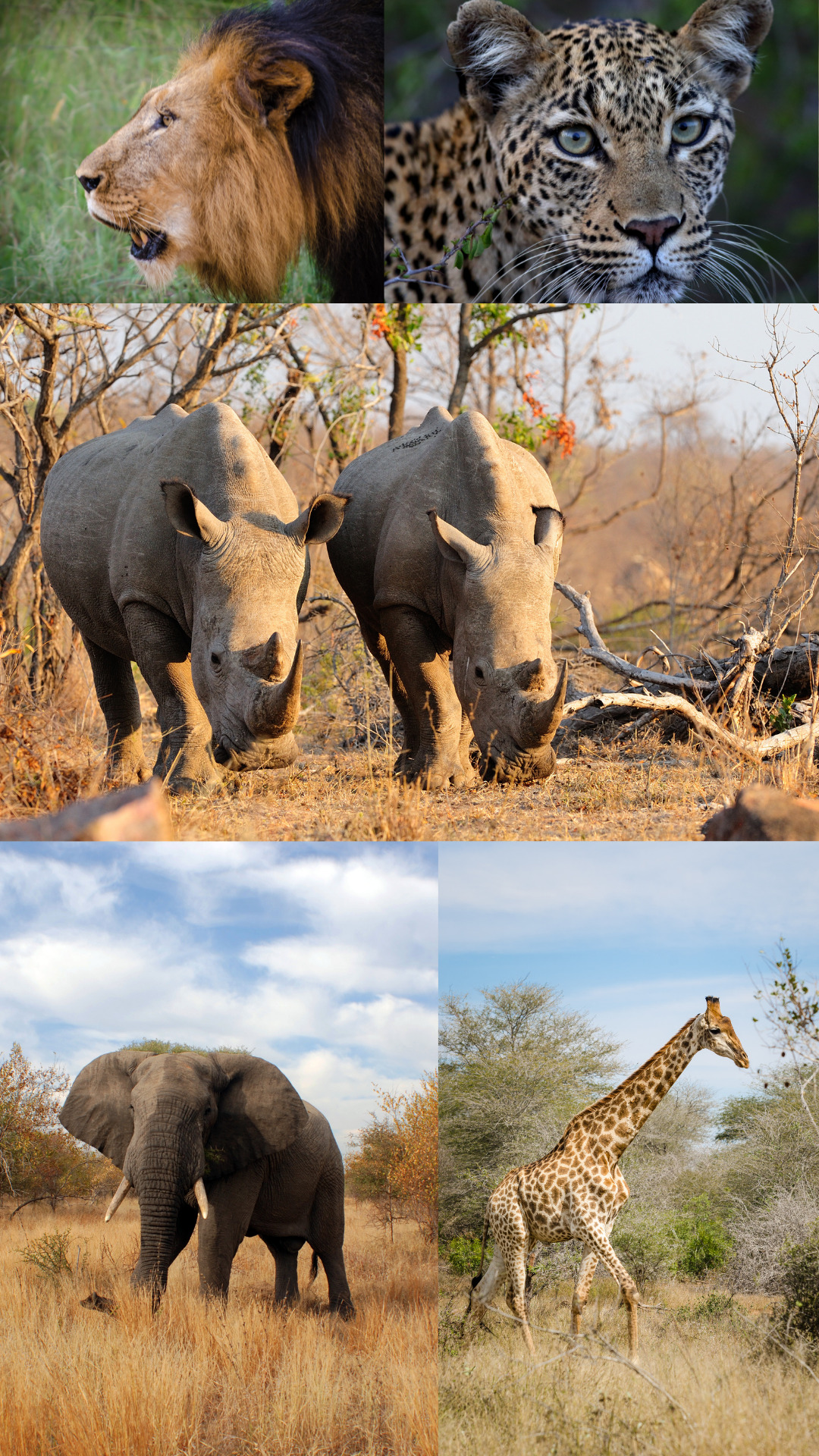 Kruger National Park wildlife - African Safaris