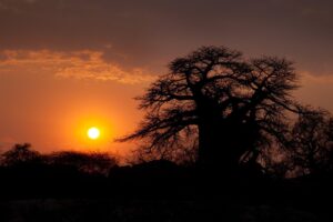 Why We Love Botswana