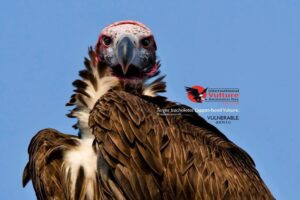 Vultures & their International Day of awareness