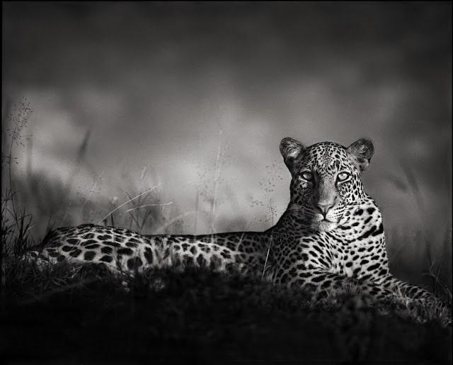 nickbrandt-leopard