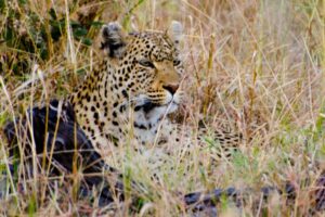 The McClay’s African Adventure