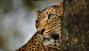 Starving Leopard Takes On Pack of Wild Dogs at Londolozi