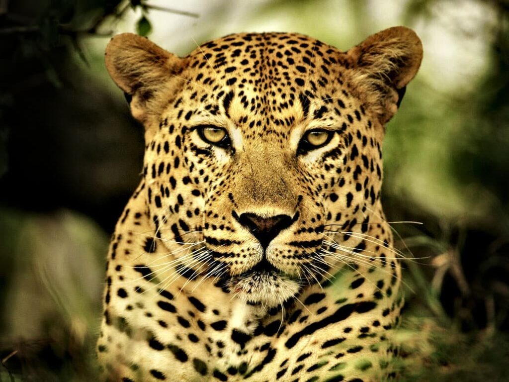 leopard