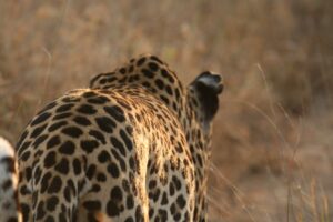 Londolozi Client Feedback