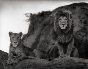 The Migration has Arrived at Singita Lamai!