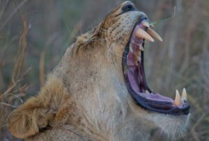 African Safari Consultants Present: The Kruger National Park [video]