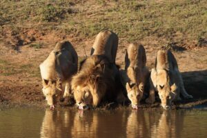 How to choose that African Safari