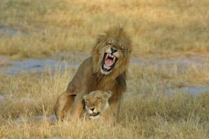 Cape Town & Botswana Honeymoon – 9 Days