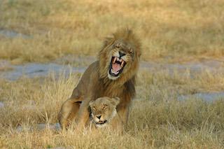 Cape Town & Botswana Honeymoon – 9 Days