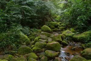 Gorongosa National Park: The Return to Glory