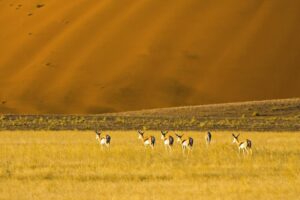 An Epic Photo Safari  – Namibia, South Africa, Botswana