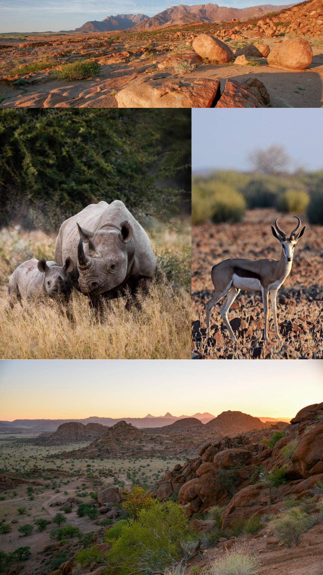 Namibia - Damaraland - springbok - black rhino
