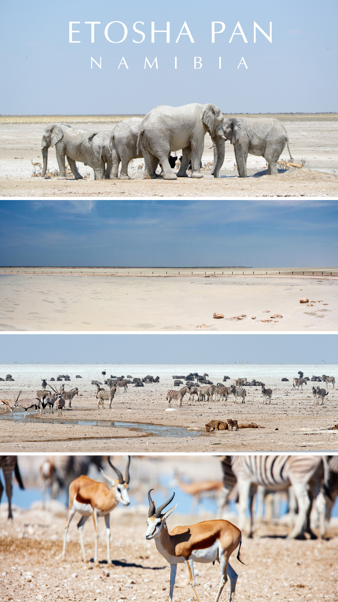Namibia - Etosha Pan - desert-adapted elephants, zebra, wildebeest, lions and ostriches